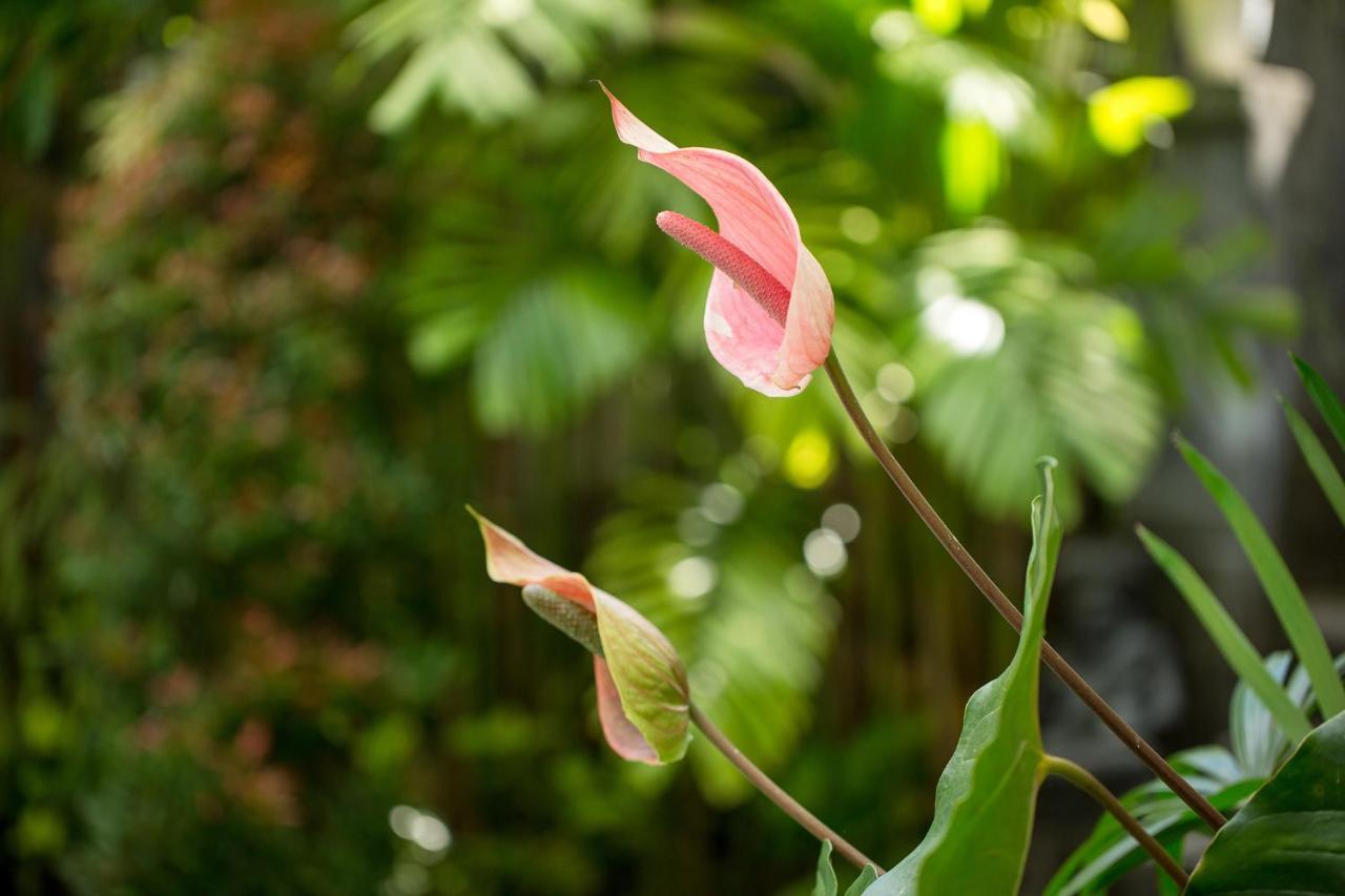 Pundi Kaya Hotel Ubud  Luaran gambar